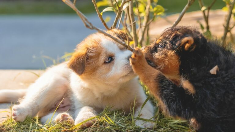 Two puppies playing together in the grass, part of a puppy socialization checklist