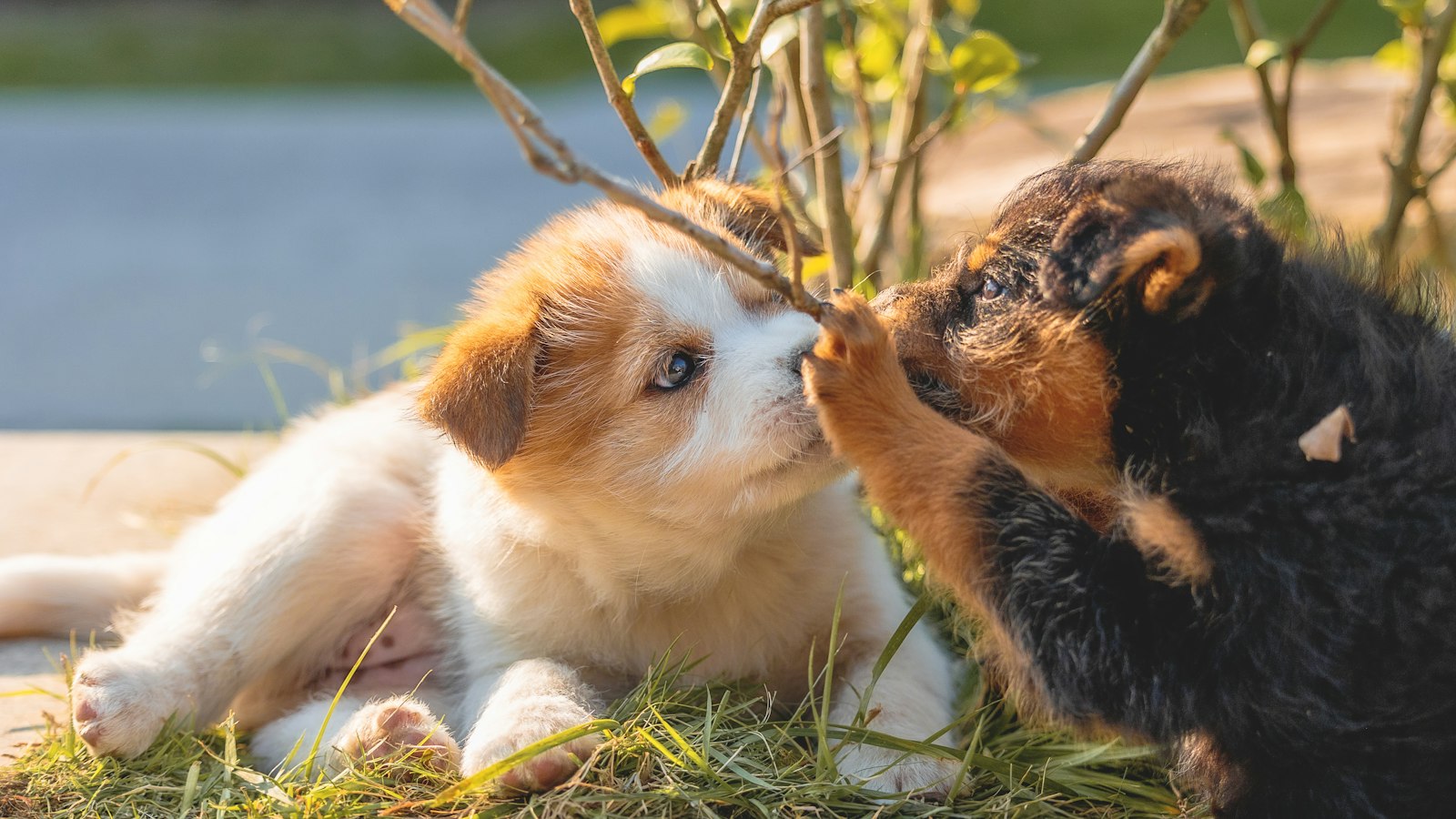 Two puppies playing together in the grass, part of a puppy socialization checklist