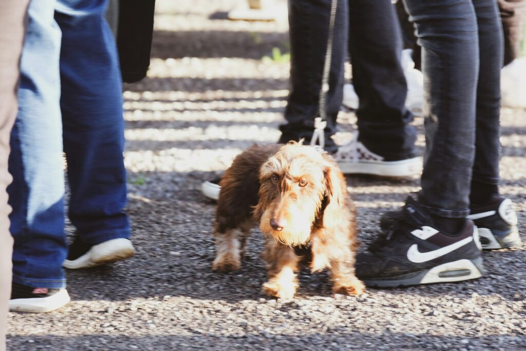 Small dog walking down a city street near people