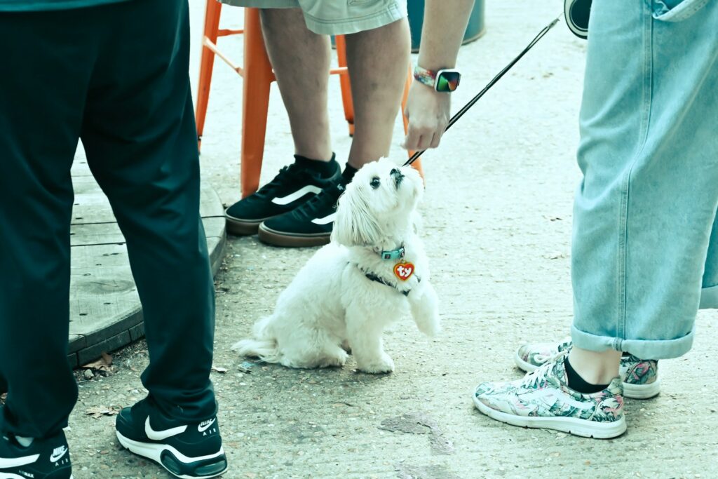 Small white dog on a leash held by its owner during a socialization outing